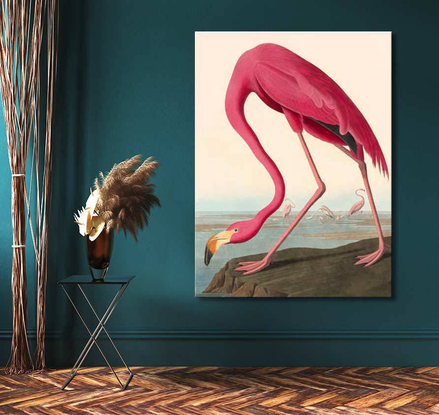 Audubon - American Flamingo oil painting on teal wall, featuring a vintage-style flamingo illustration. Perfect for modern art enthusiasts, ready to hang.